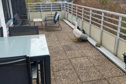 Wohnung Kaarst - 3 Zimmer, 84 m&sup2;, 286.000&euro; | Angebot:26113205