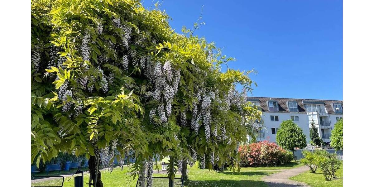 Etagenwohnung Mönchengladbach Eicken - 3 Zimmer, 77 m&sup2;, 920&euro; | Angebot:26804501