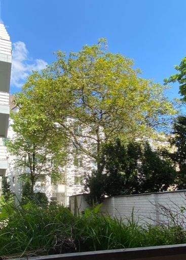 Gewerbeobjekt Düsseldorf Pempelfort - 330&euro; | Angebot:25879692